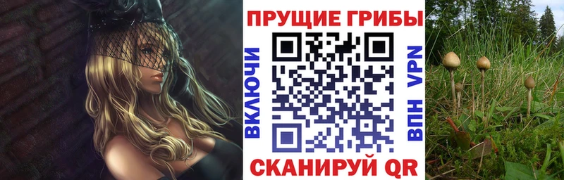 Псилоцибиновые грибы Psilocybine cubensis  Кимовск 