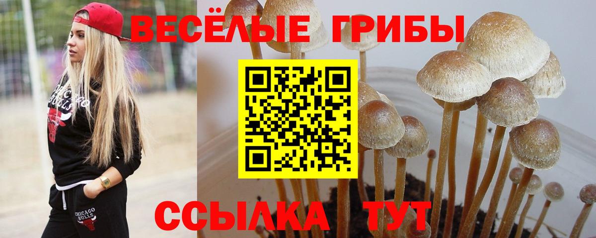 Галлюциногенные грибы Psilocybe Кимовск
