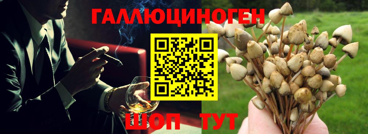 Псилоцибиновые грибы Psilocybine cubensis  Галлюциногенные грибы Psilocybine cubensis  Кимовск  закладка  Вход с VPN 